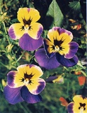 Viola del pensiero