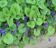 Viola mammola