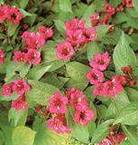 Weigela