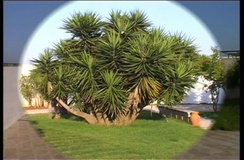 Yucca