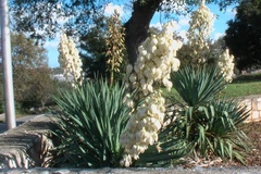 Yucca