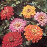 Zinnia